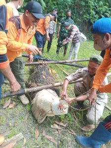 Babinsa koramil 09/Mlonggo Bantu Penangkapan Buaya Di Desa Plajan