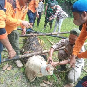 Babinsa koramil 09/Mlonggo Bantu Penangkapan Buaya Di Desa Plajan