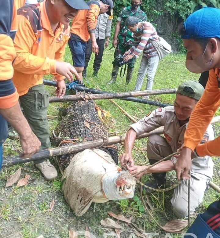Babinsa koramil 09/Mlonggo Bantu Penangkapan Buaya Di Desa Plajan