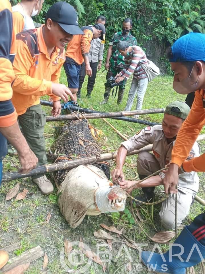 Babinsa koramil 09/Mlonggo Bantu Penangkapan Buaya Di Desa Plajan Babinsa koramil 09/Mlonggo Bantu Penangkapan Buaya Di Desa Plajan