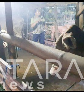 Peternak Sapi di Pati Panik Adanya Wabah PMK
