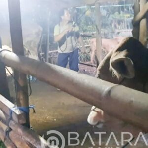 Peternak Sapi di Pati Panik Adanya Wabah PMK