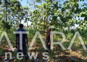 Didesa Binaan, Babinsa Koramil Sumber Komsos Bersama Petani Tebu
