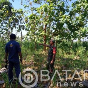 Didesa Binaan, Babinsa Koramil Sumber Komsos Bersama Petani Tebu