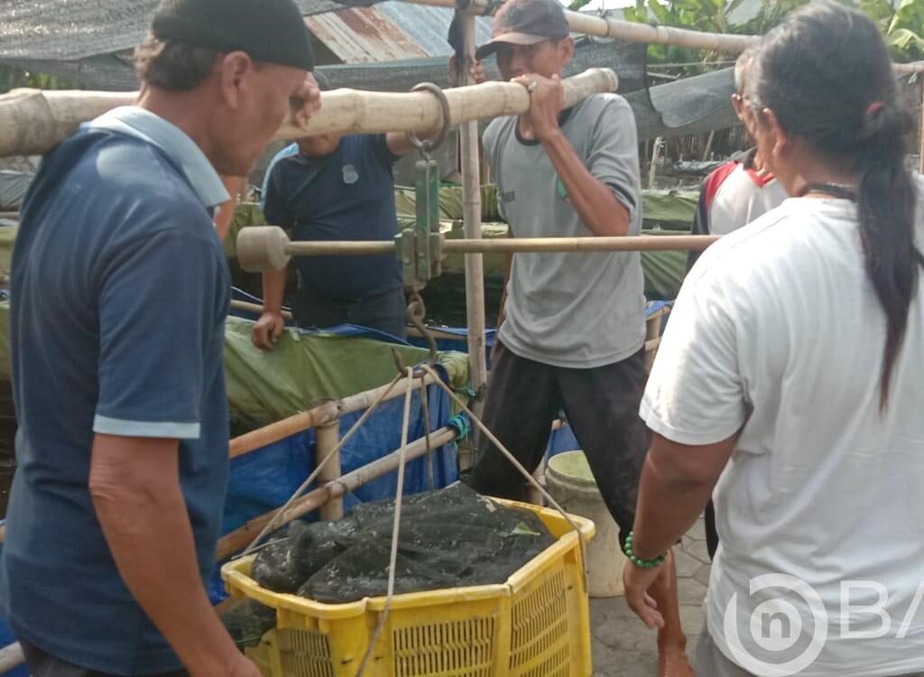 Lapas Pati Panen LeLe 280 Kg, Keberhasilan SAE Lapas Kelas llB Pati