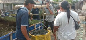 Lapas Pati Panen LeLe 280 Kg, Keberhasilan SAE Lapas Kelas llB Pati