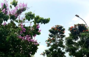 Ribuan Tabebuya Rosea Jadi Peneduh Jalur Lingkar, Percantik Wajah Kota Rembang