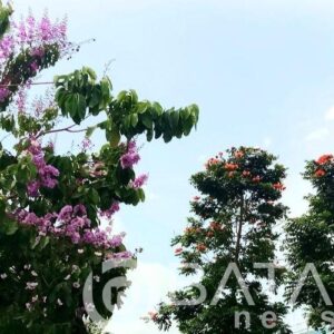 Ribuan Tabebuya Rosea Jadi Peneduh Jalur Lingkar, Percantik Wajah Kota Rembang