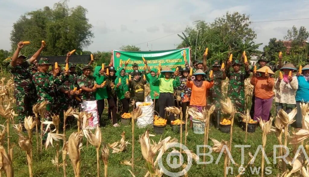 Manfaatkan Lahan Demplot, Kodim Rembang Panen Jagung