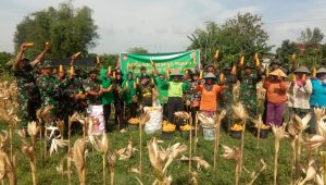 Manfaatkan Lahan Demplot, Kodim Rembang Panen Jagung
