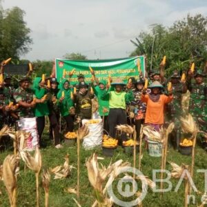 Manfaatkan Lahan Demplot, Kodim Rembang Panen Jagung
