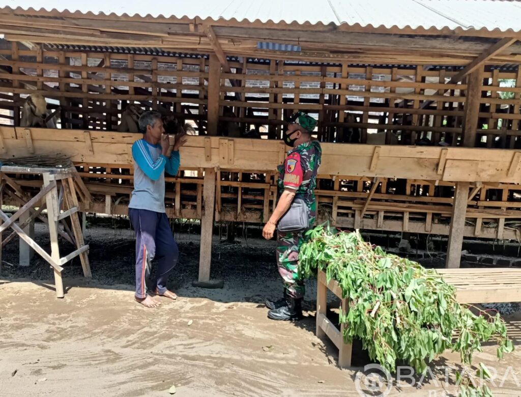 Babinsa Koramil Ponggok Laksanakan Pemantauan Dan Pengecekan Hewan Ternak Milik Warga Binaannya