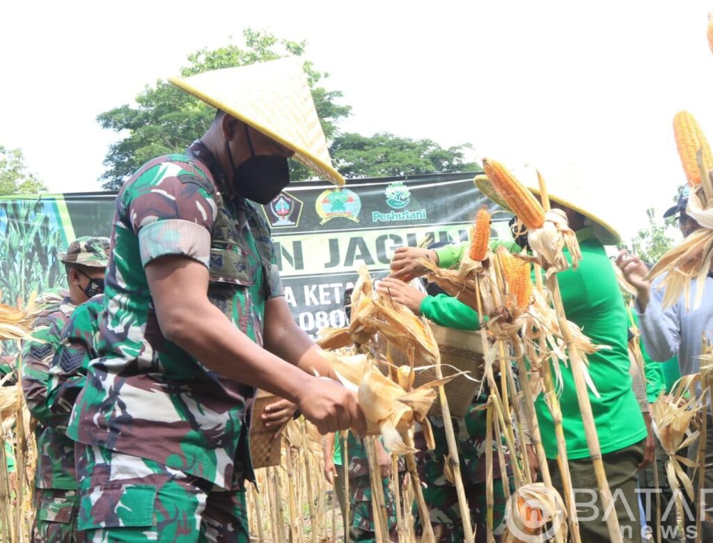 Dukung Ketahanan Pangan, Kodim 0808/Blitar Gelar Panen Jagung Bersama