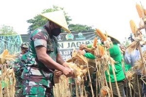 Dukung Ketahanan Pangan, Kodim 0808/Blitar Gelar Panen Jagung Bersama