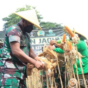 Dukung Ketahanan Pangan, Kodim 0808/Blitar Gelar Panen Jagung Bersama