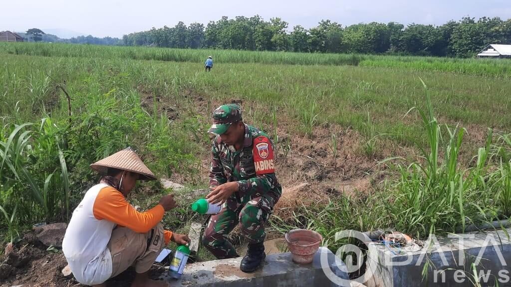 Kehadiran Babinsa Tuyuhan, Diharapkan Bisa Mengatasi Kelangkaan Pupuk Petani Tebu