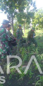 Koramil Sulang Melaksanakan Pemupukan Dan Penyemprotan di Lahan Demplot Koramil