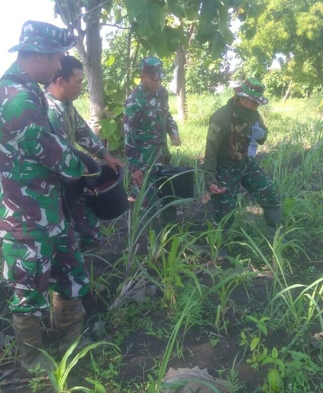 Koramil Sulang Melaksanakan Pemupukan Dan Penyemprotan di Lahan Demplot Koramil