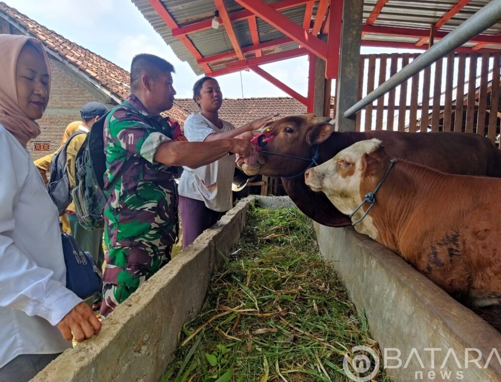 Cegah PMK, Babinsa Melaksanakan Pendampingan Pemasangan Ear Tag Pada Hewan Ternak