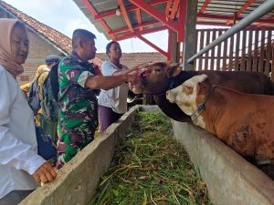 Cegah PMK, Babinsa Melaksanakan Pendampingan Pemasangan Ear Tag Pada Hewan Ternak