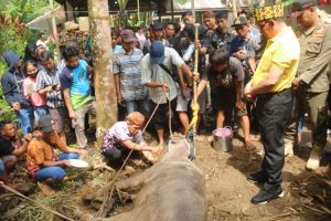 Lestarikan Budaya Daerah, Bupati Sayed Jafar Sembelih Kerbau di Bangkalan Dayak