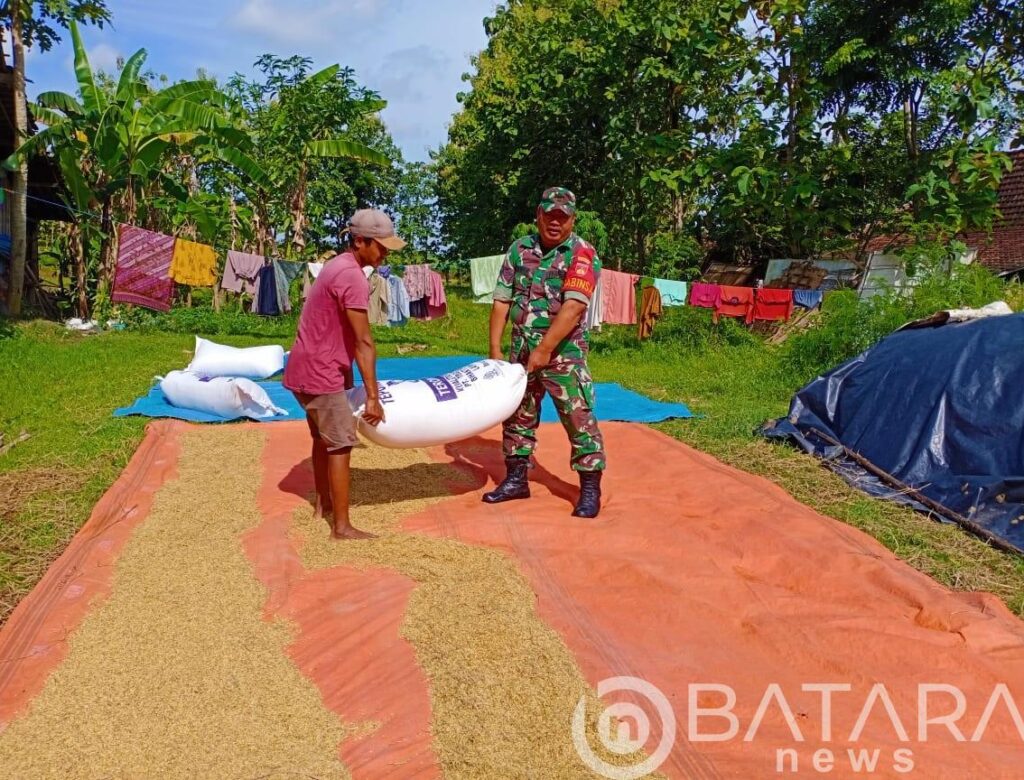 Sambangi Warga, Babinsa Turut Bantu Menjemur Padi.