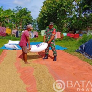 Sambangi Warga, Babinsa Turut Bantu Menjemur Padi.