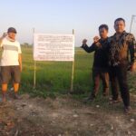 Kisruh sawah Bengkok Kades pihak penyewa hari ini kuasai sepenuhnya secara fisik