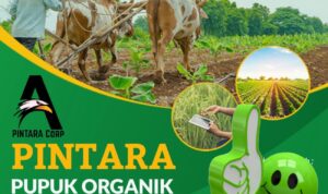 Kasiat PINTARA, jadi solusi Bisa Hemat Pupuk Subsidi