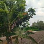 Mafia Tambang Keruk Alam Bojonegoro, ciptakan potensi kerugian negara, Ironisnya Tak Satupun APH Bertindak
