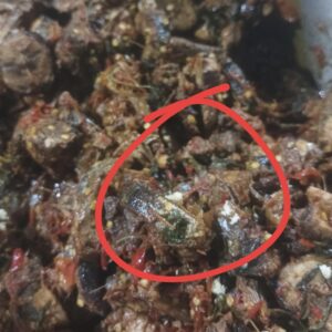 Makanan Tidak Higienis Penyebab Keracunan Masal Karyawan PT Sejin Fashion Indonesia 