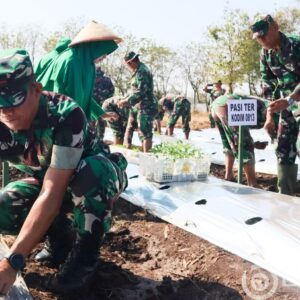 Optimalkan Lahan Kosong, Kodim Bojonegoro Tanam Ribuan Bibit Cabai