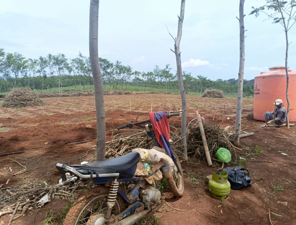 20 HektarTanah Pertanian Desa karangsari Di kelola Orang Tidak Jelas Pemdes Tidak Mengetahui