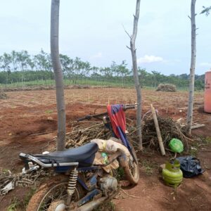 20 HektarTanah Pertanian Desa karangsari Di kelola Orang Tidak Jelas Pemdes Tidak Mengetahui