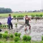 Perkuat Ketahanan Pangan, Babinsa Koramil Padangan Bojonegoro bantu Petani Tanam Padi