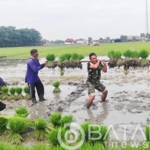 Perkuat Ketahanan Pangan, Babinsa Koramil Padangan Bojonegoro bantu Petani Tanam Padi