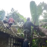 Babinsa Koramil Kanor Bojonegoro bantu Evakuasi Pohon Roboh yang Menimpa Rumah Warga