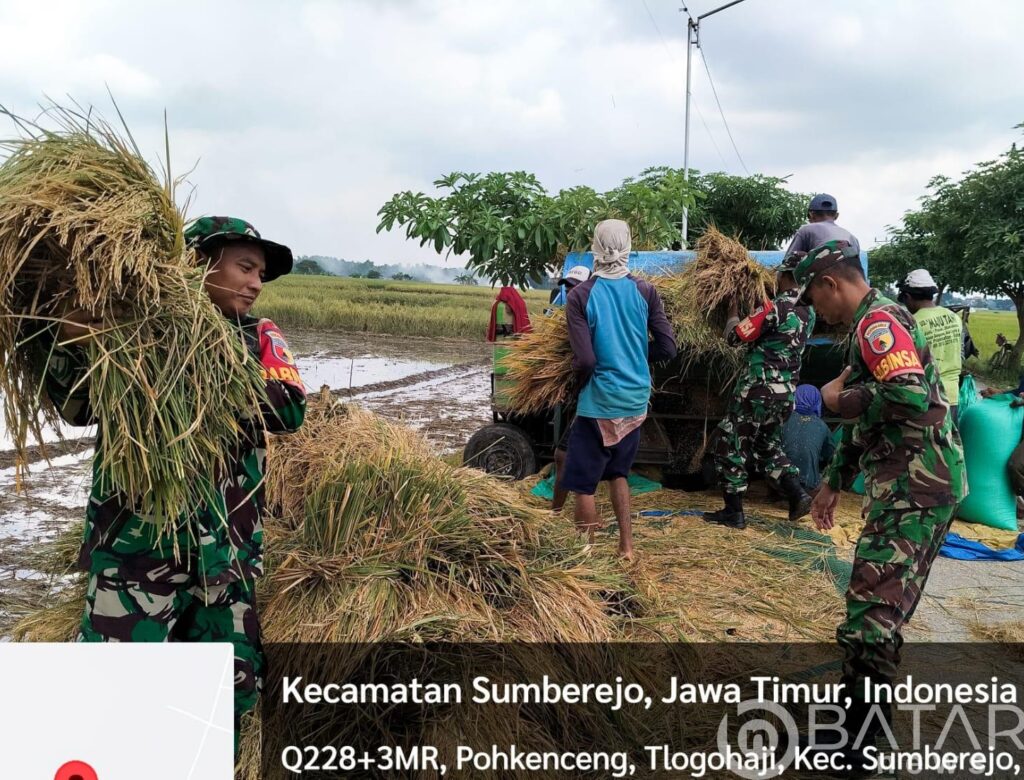 Babinsa Sumberrejo Bojonegoro bantu Petani Tlogohaji Memanen Padi