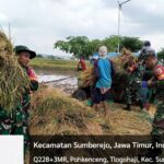Babinsa Sumberrejo Bojonegoro bantu Petani Tlogohaji Memanen Padi