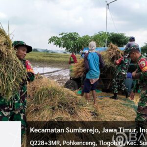 Babinsa Sumberrejo Bojonegoro bantu Petani Tlogohaji Memanen Padi