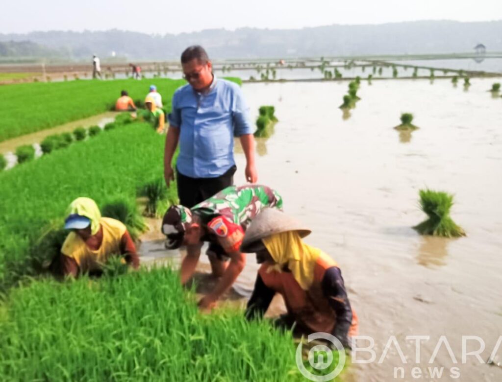 Dukung Program Ketahanan Pangan, Babinsa Trucuk Bojonegoro bantu Petani Desa Padang Percepat Tanam Padi