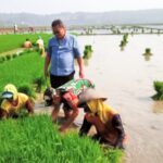 Dukung Program Ketahanan Pangan, Babinsa Trucuk Bojonegoro bantu Petani Desa Padang Percepat Tanam Padi