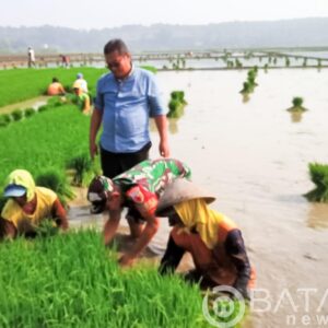 Dukung Program Ketahanan Pangan, Babinsa Trucuk Bojonegoro bantu Petani Desa Padang Percepat Tanam Padi