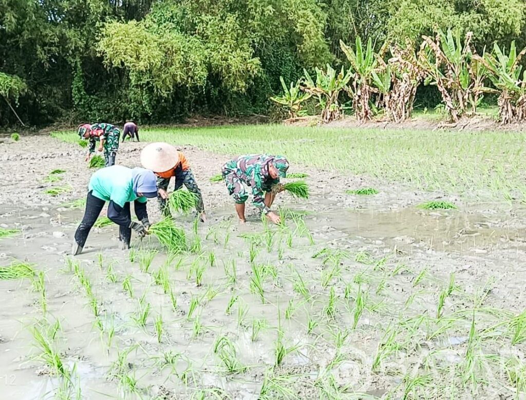 Babinsa Kodim Bojonegoro bantu Petani Wujudkan Ketahanan Pangan Nasional