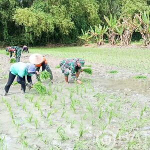 Babinsa Kodim Bojonegoro bantu Petani Wujudkan Ketahanan Pangan Nasional