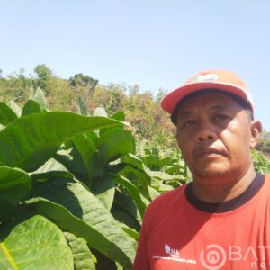 Petani Resah, Harga Tembakau di Bojonegoro Tertekan Cukai dan Rokok Ilegal