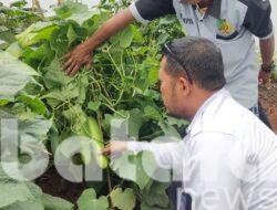 Panen Timun di Lapas Pati, Warga Binaan Didorong Mandiri dan Produktif