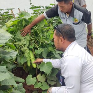 Panen Timun di Lapas Pati, Warga Binaan Didorong Mandiri dan Produktif