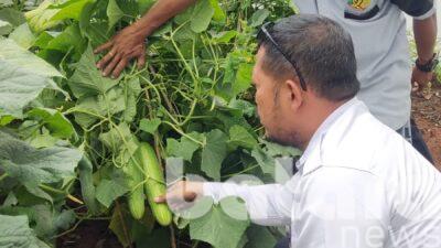 Panen Timun di Lapas Pati, Warga Binaan Didorong Mandiri dan Produktif