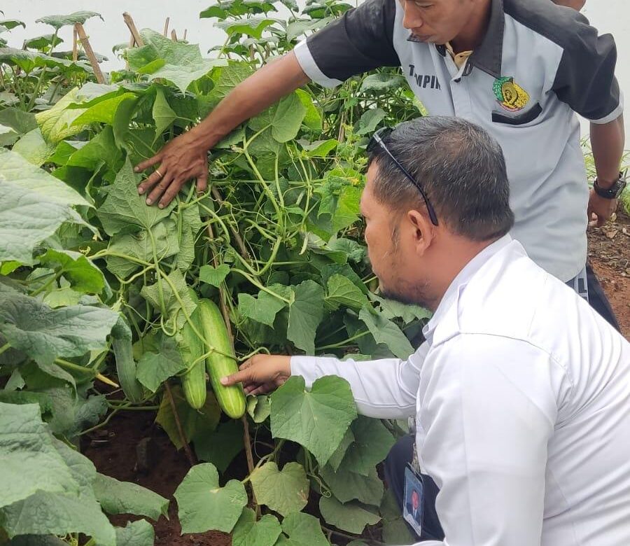 Panen Timun di Lapas Pati, Warga Binaan Didorong Mandiri dan Produktif